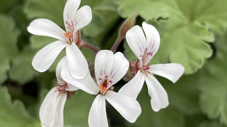 Nutmeg-scented geranium with white flower blooms.