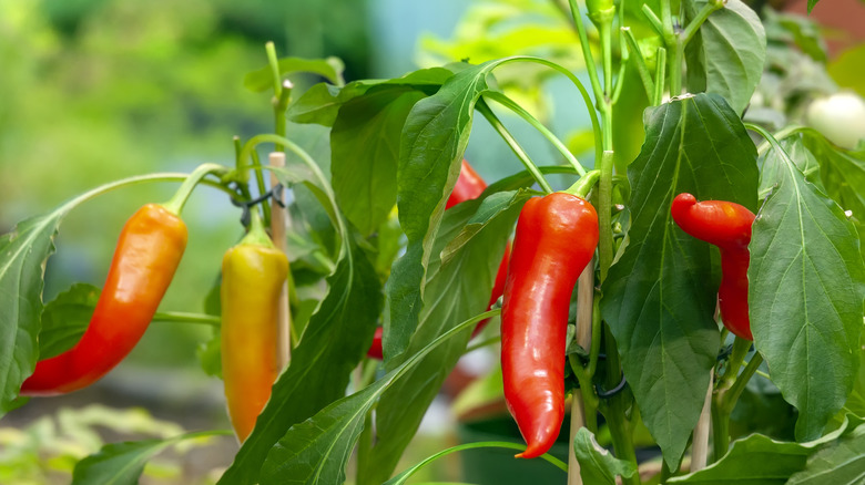 Red and orange peppers are growing on a plant.