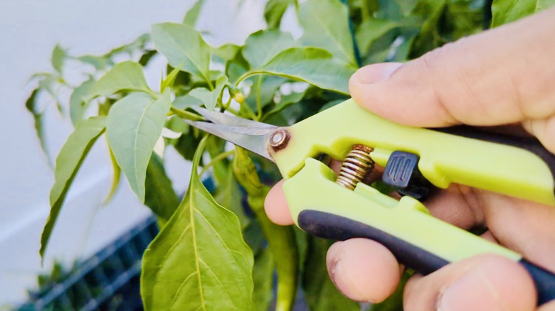 Gardener snips off the growing tip of a pepper plant.