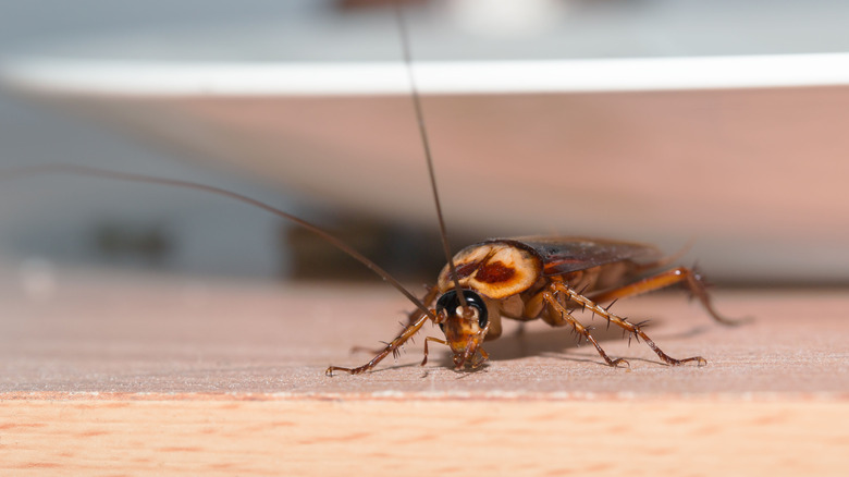 Cockroach on kitchen counter beside plate