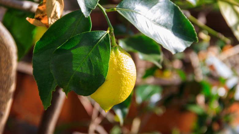 Close up of ripening lemon indoors