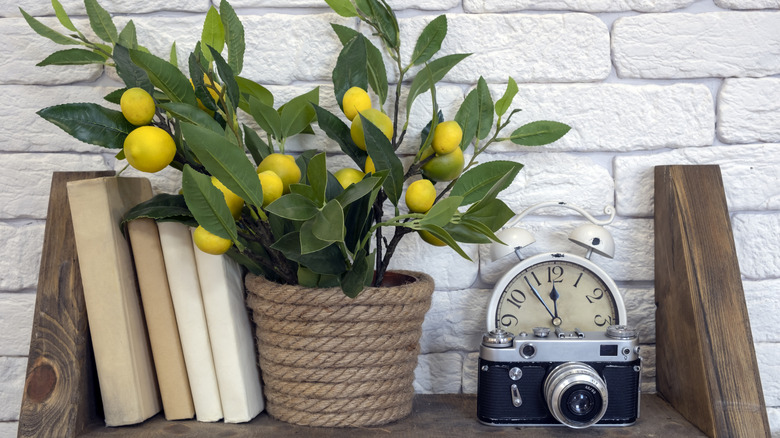 Old shelf with lemon tree, camera, and books