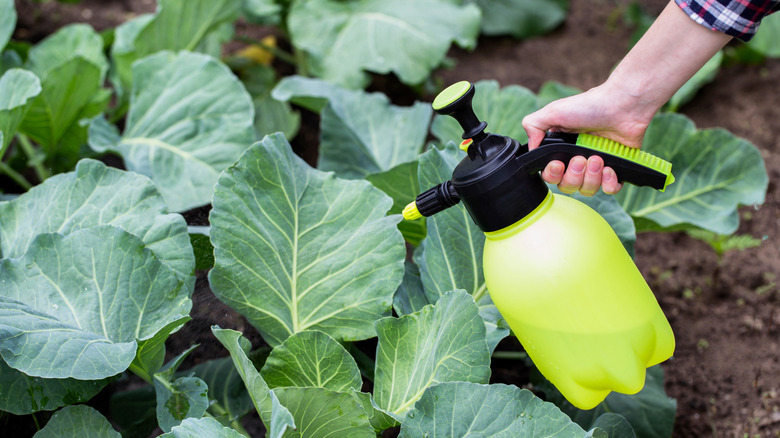 Man spraying plants with pesticide