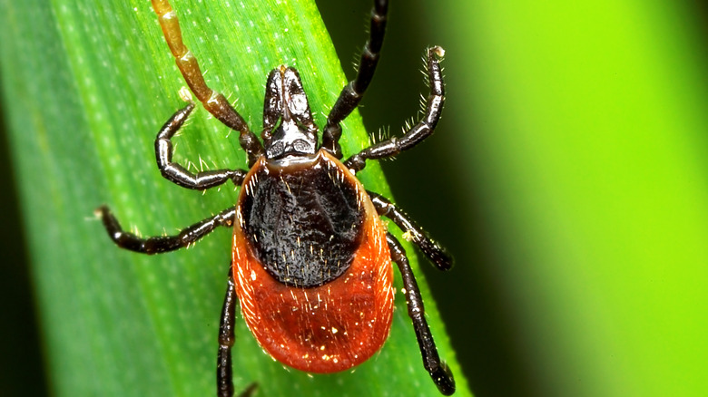 Magnified closeup of a tick on a blade of grass