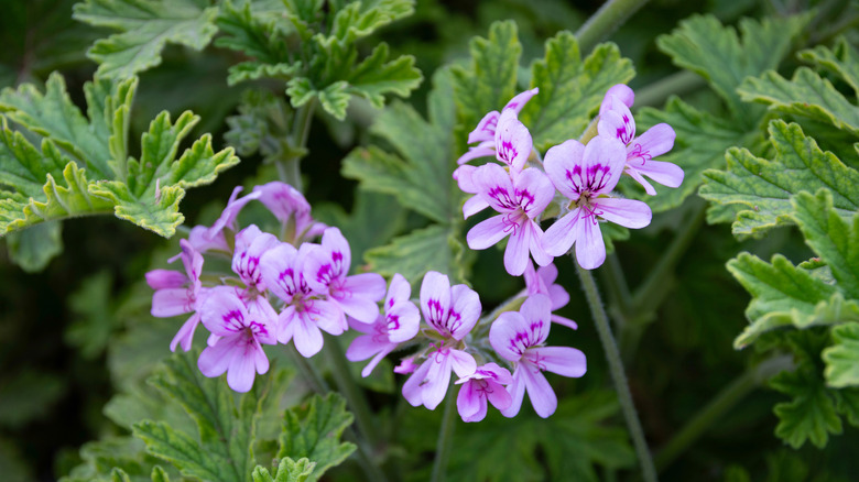 Closeup showing the pretty blooms of the rose geranium
