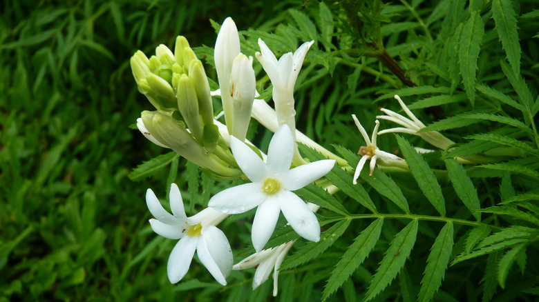White tuberose flower with tuberose buds and green foliage in the background.