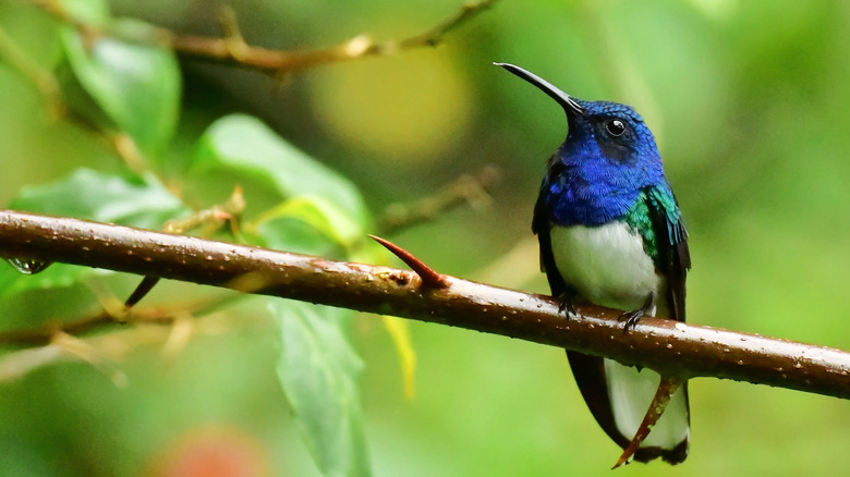 Hummingbird with white breast, blue head, and green wings sitting on a branch.