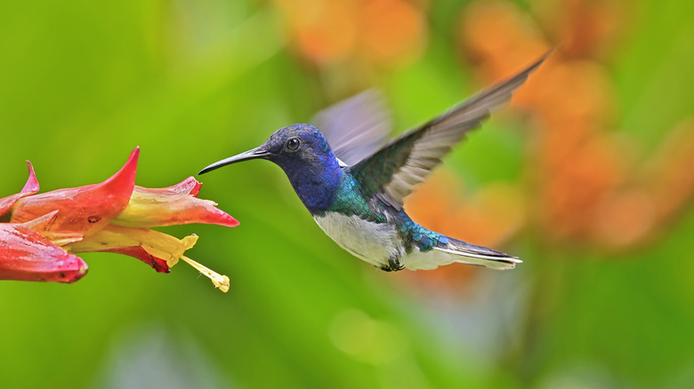 Hummingbird drinking from a flower mid air