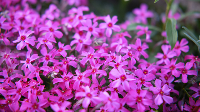 Pink creeping phlox flowers