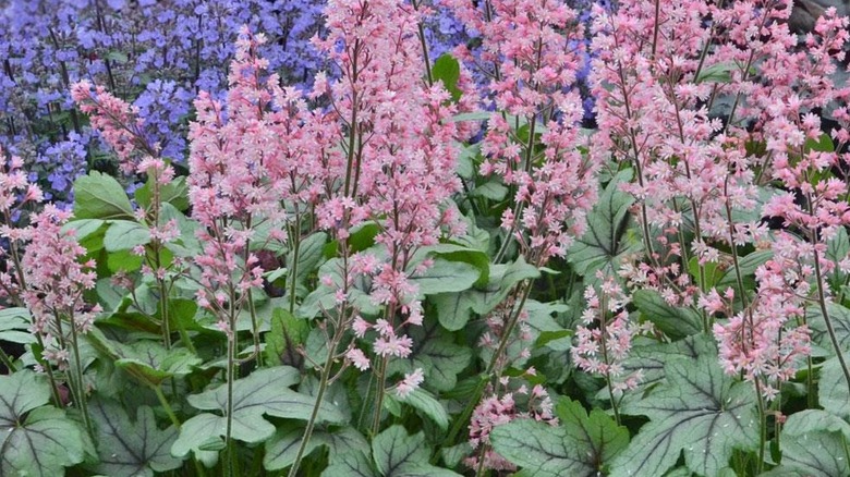 Heucherella 'Pink Fizz' in bloom