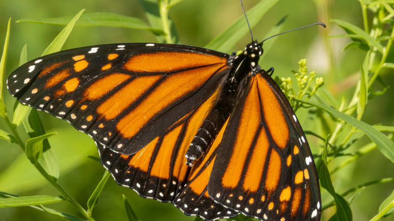 Monarch butterfly on green vegetation