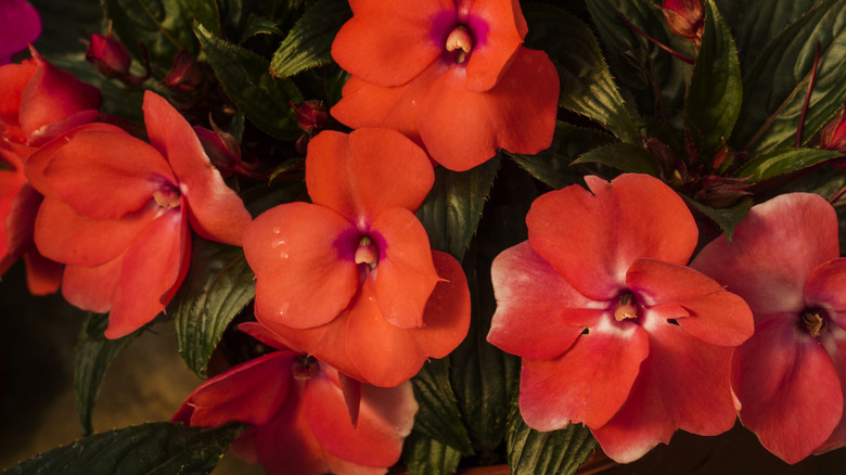 A close up of red Achimenes flowers
