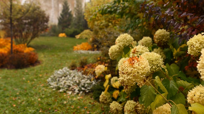 A garden in fall with a range of flowers and colors