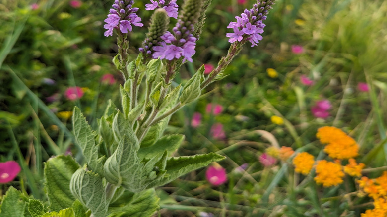 Close up of western vervain flowers