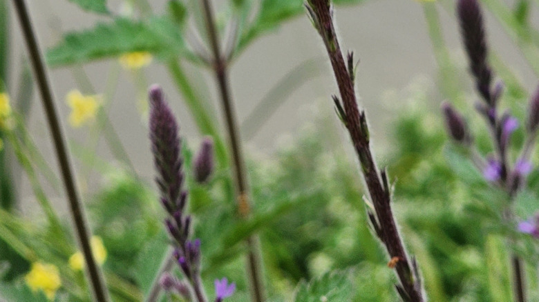 Close-up of western vervain flowers