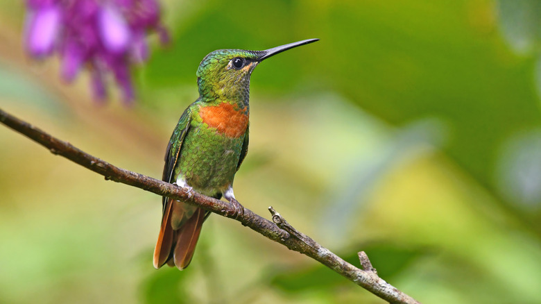 Hummingbird perched on a branch