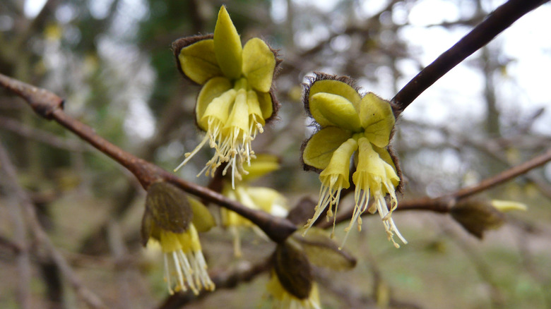 Flowers on eastern leatherwood shrub in spring