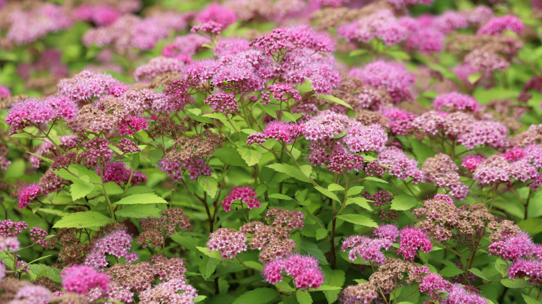 Japanese spirea shrub with pink blooms