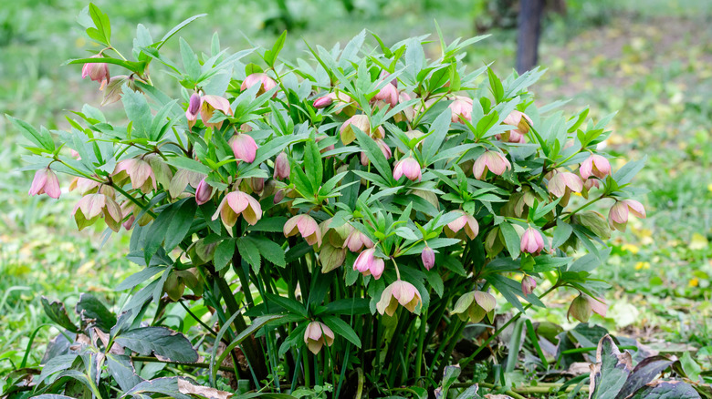Lenten rose bush in a garden