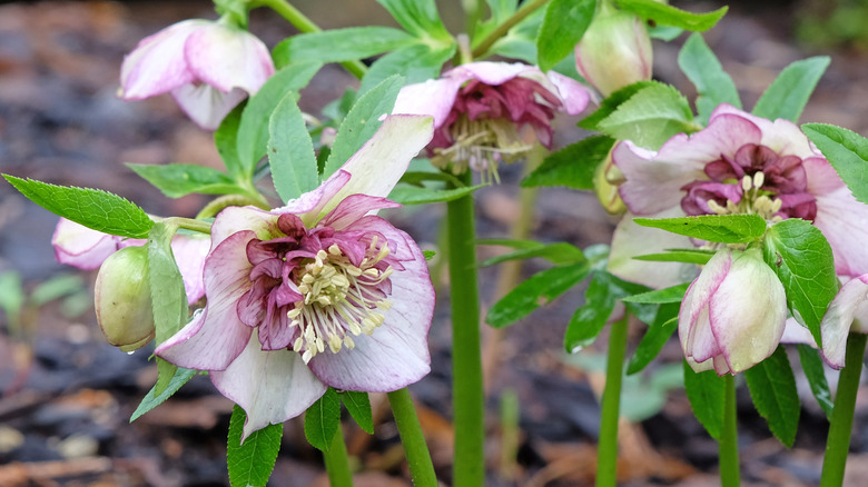Light pink hellebores in a garden