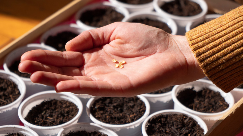 Woman sowing seeds indoors