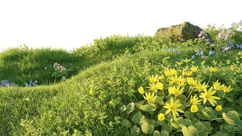 Sloped garden with grass and flowers