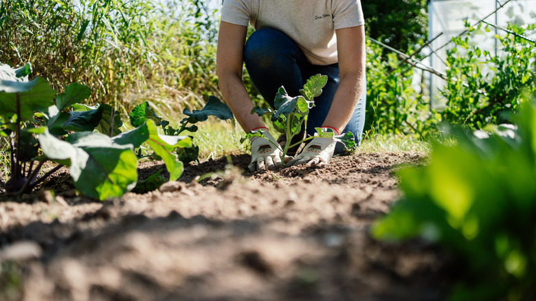 A gardener transplants young veggie plants to their garden bed.