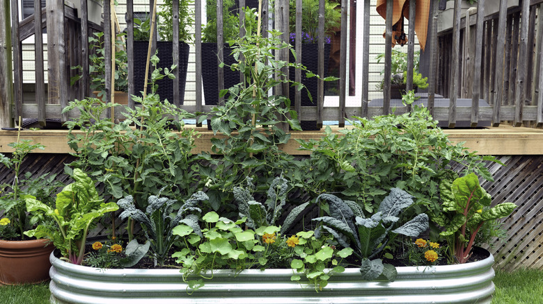 A variety of edible plants grow together in a single raised garden bed.