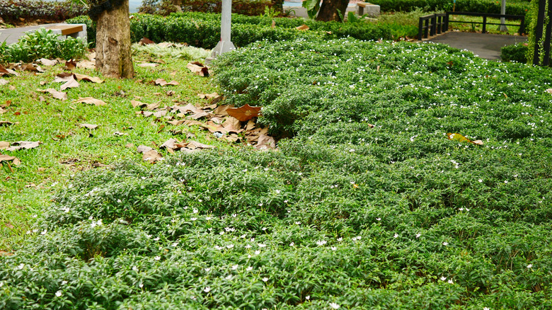 Thick ground cover in a garden.