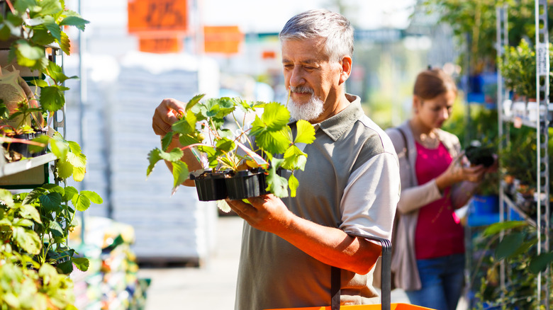 Man shopping for strawberry plants