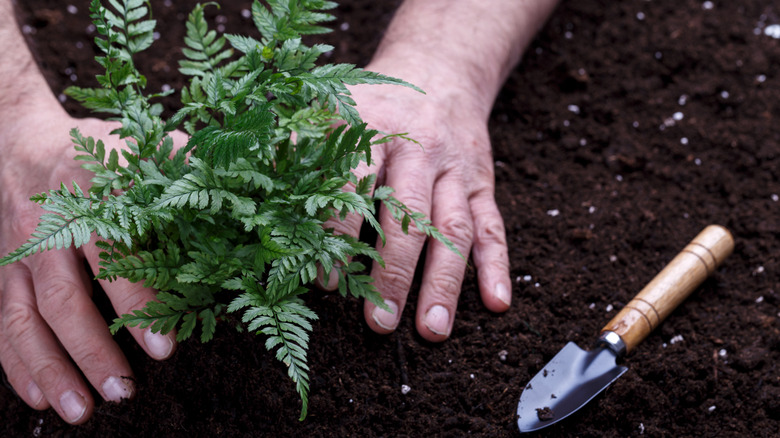 A person planting ferns in garden soil