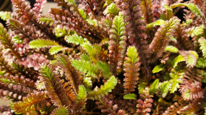 A closeup of the 'Platt's Black' brass buttons cultivar, with dark red fronds contrasting with green ones