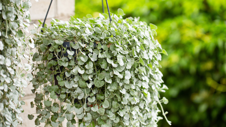 Dichondra 'Silver Falls' in a hanging basket