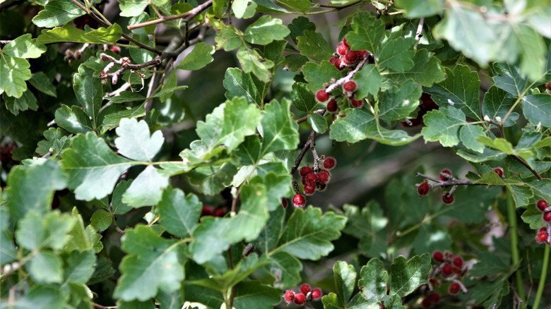 Closeup of fragrant sumac showing the attractive leaves and bright red berries