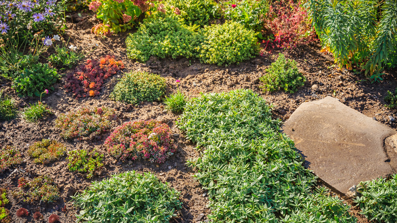 An arid garden area with lots of different ground cover plants