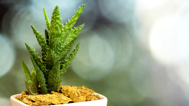 A small tiger tooth aloe plant in a white pot against blurry background
