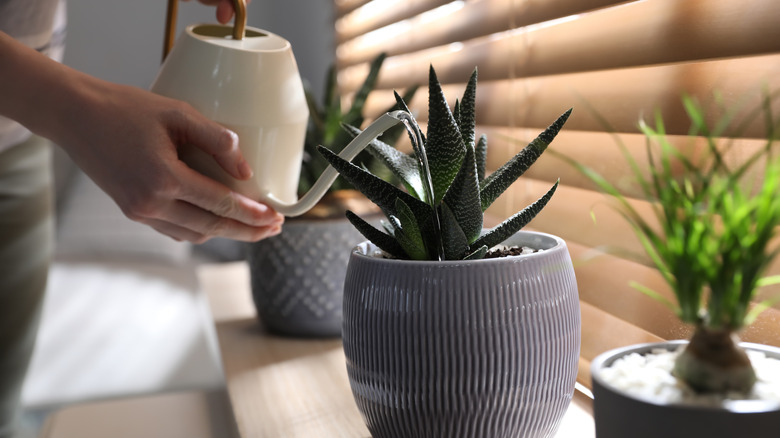 A person watering indoor potted plants