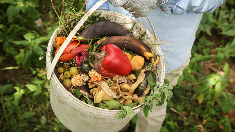 Gardener holds bucket of kitchen scraps to go into the compost.