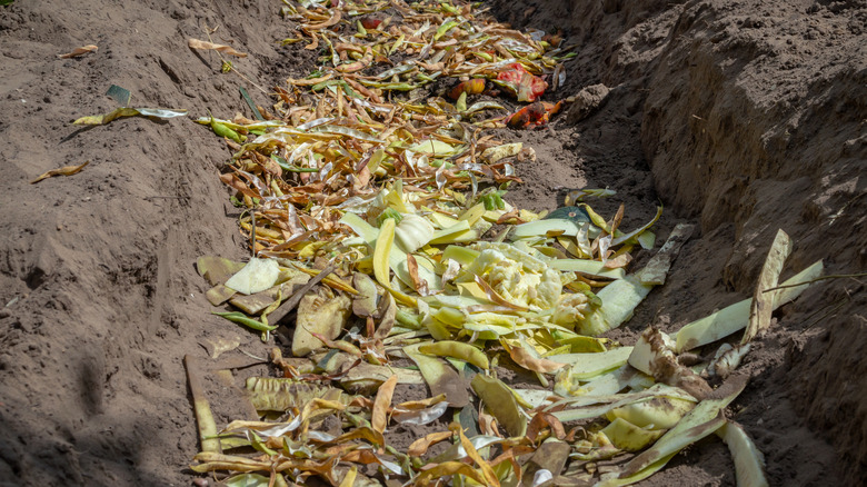 Kitchen scraps are seen inside a trench used for trench composting.