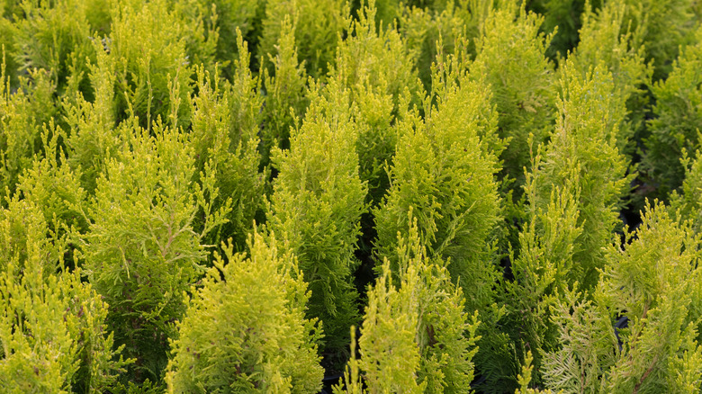 A bunch of Highlights™ Arborvitae plants growing in a landscape