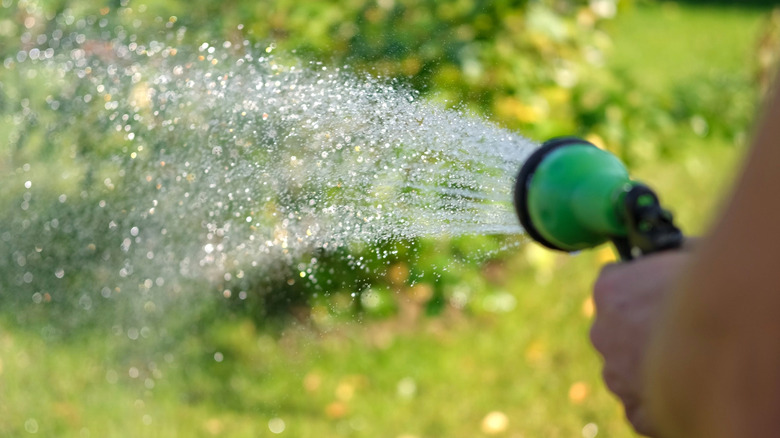 A gardener with a watering hose