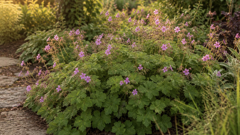 Bigroot cranesbill flowering plant growing along a walkway in a garden.