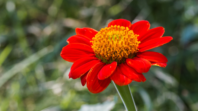 A closeup of a Mexican sunflower