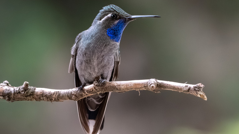 Closeup of a hummingbird in garden