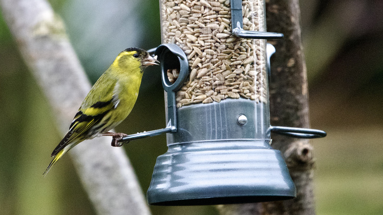 A yellow pine siskin perches at a bird feeder