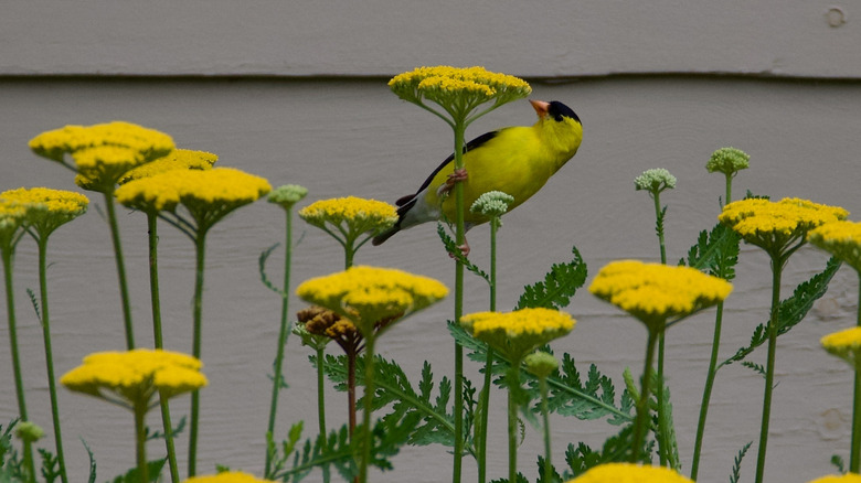 A goldfinch perches on a yarrow bloom