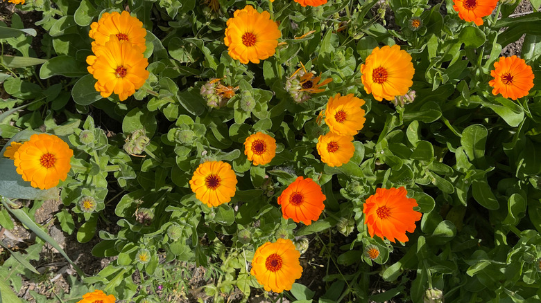 Yellow and orange calendula blossoms with green foliage