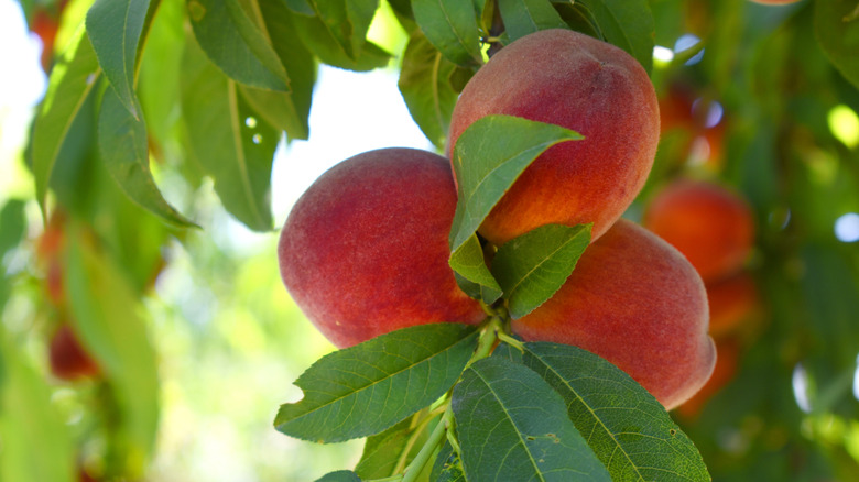 A cluster of ripe peaches on a tree with lush green leaves
