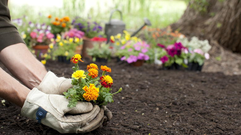 The Low-Maintenance Flower That Keeps Wasps Away Naturally