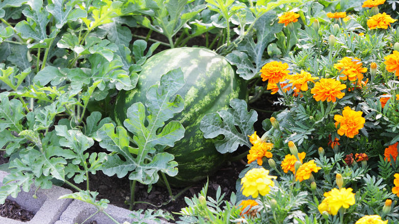 Marigolds in watermelon patch